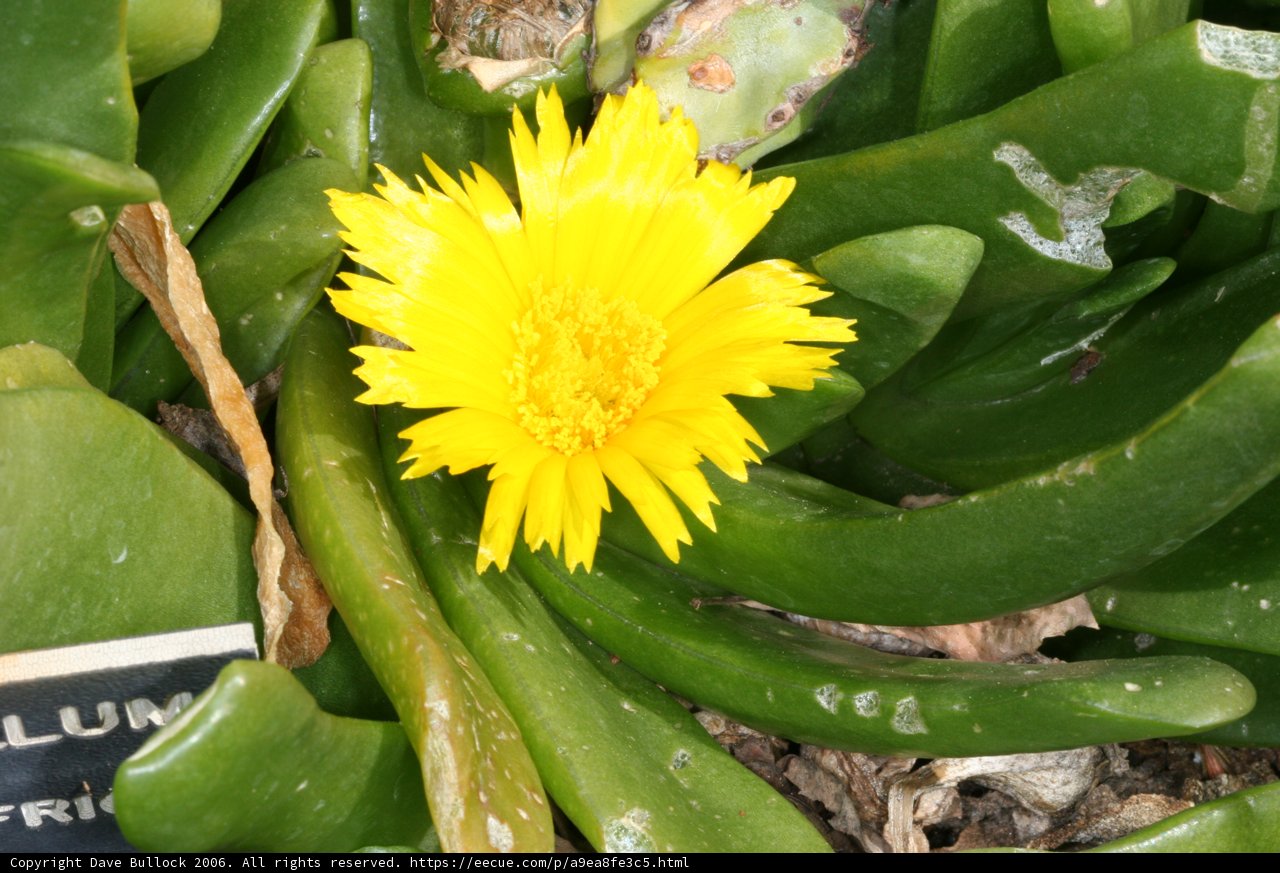 Sunny Daisy