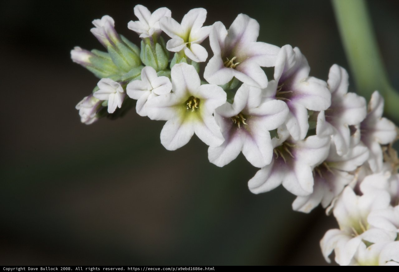 Geranium Blossom