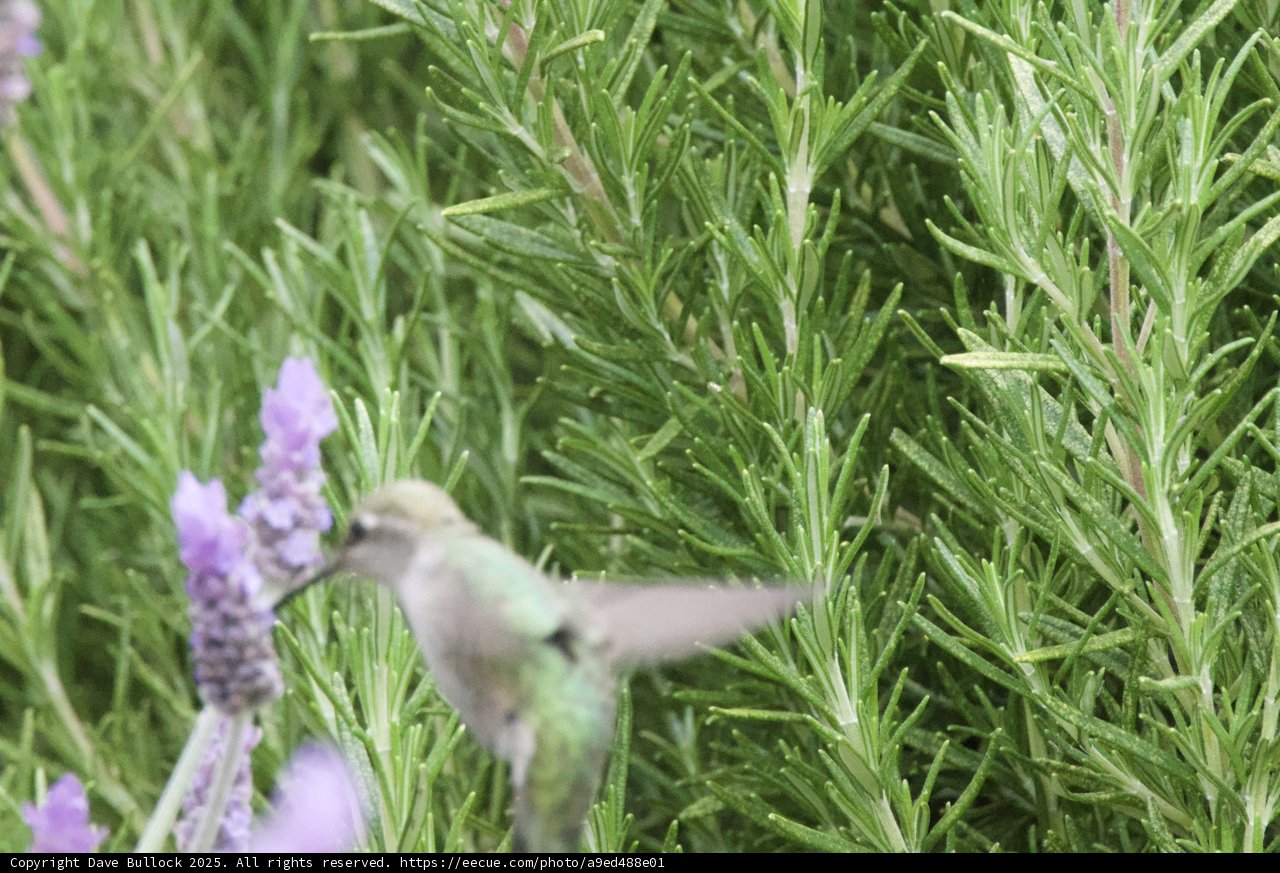 Dance Among the Herbs
