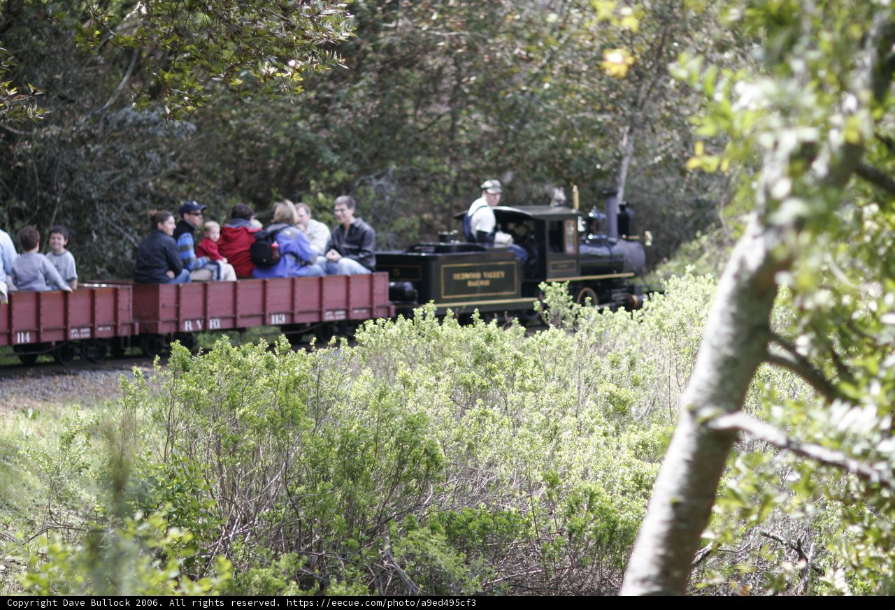Train ride through the woodland
