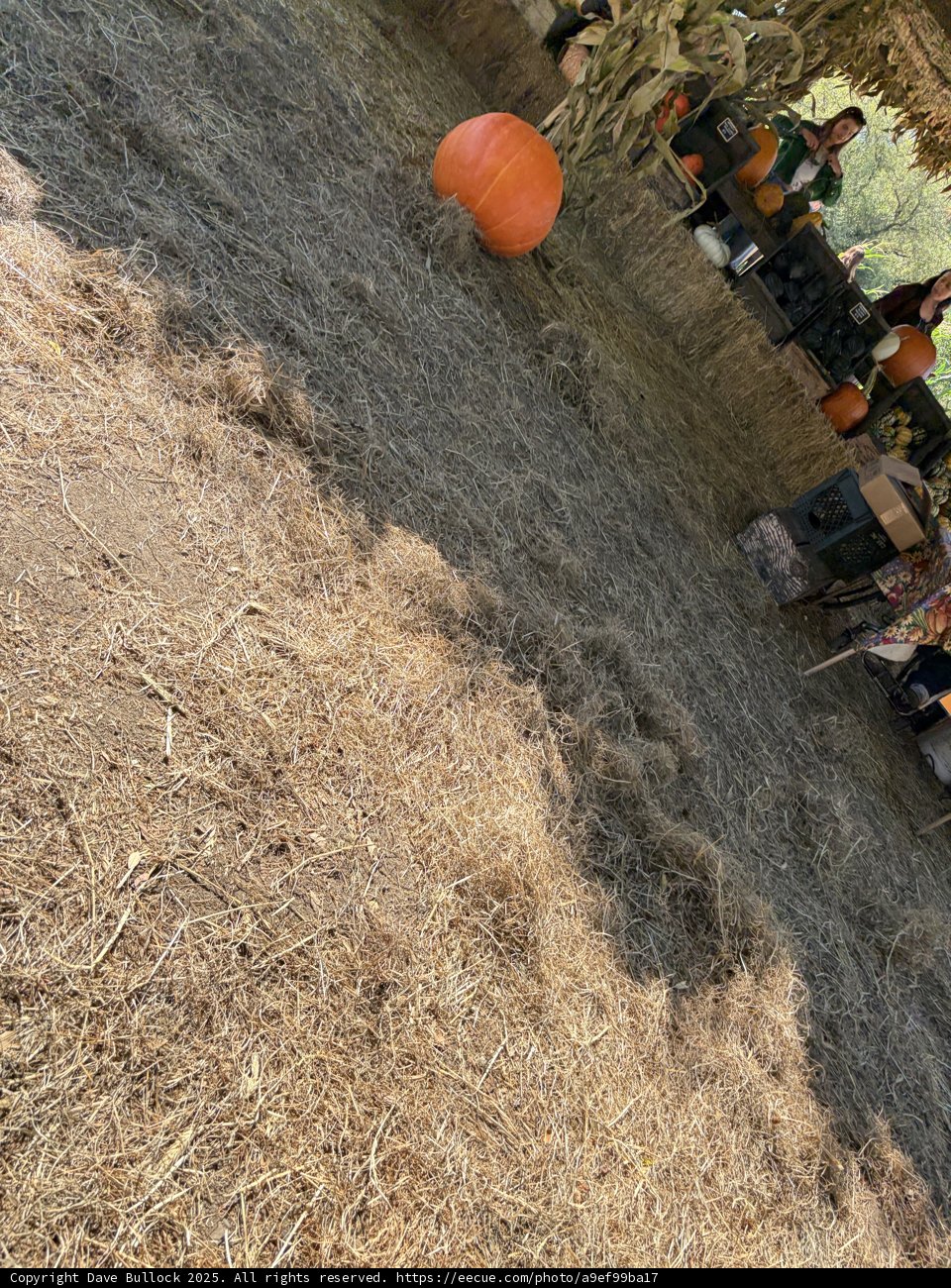 Harvest Hues of Autumn