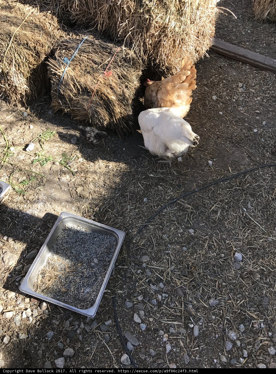 Chicken in the Countryside