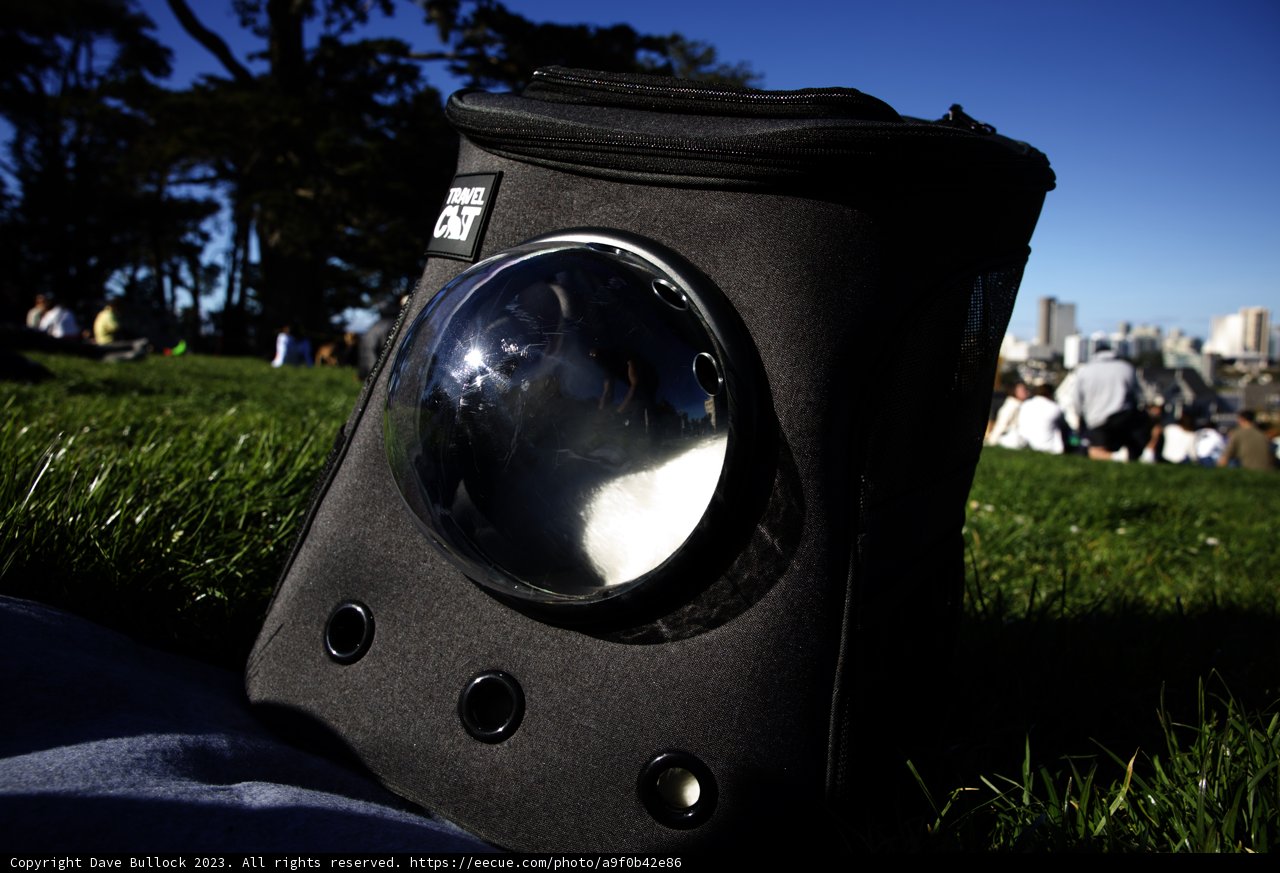 Feline Explorer in Alamo Square