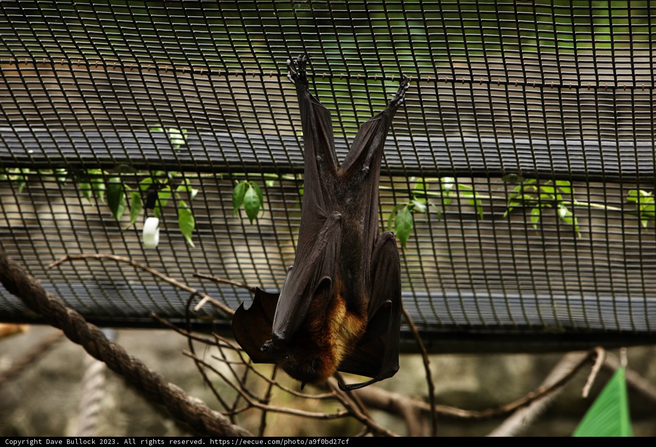 Encounter with the Nocturnal Marvel