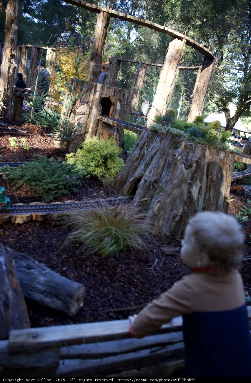 Enchanted Woodland Adventure