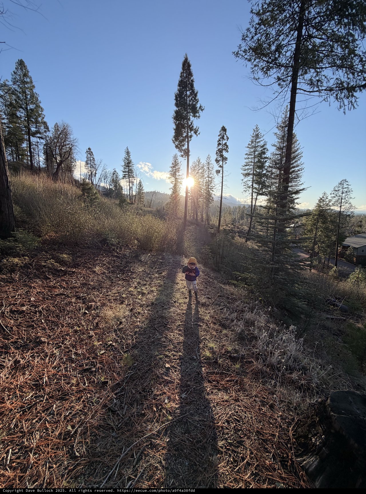 Child Bathed in Golden Backlight Among Sierra Pines