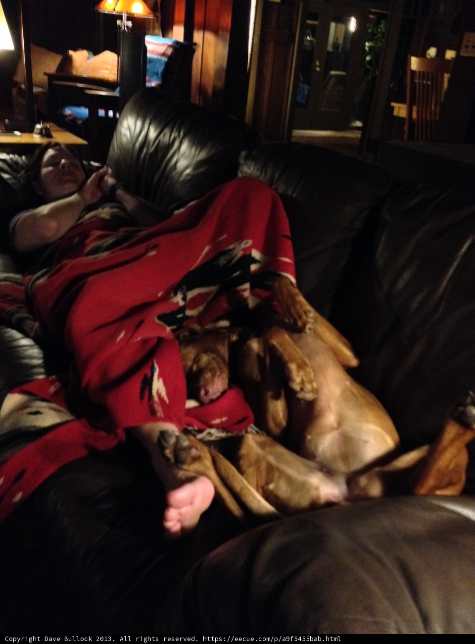 Cozy Nap Time on the Couch