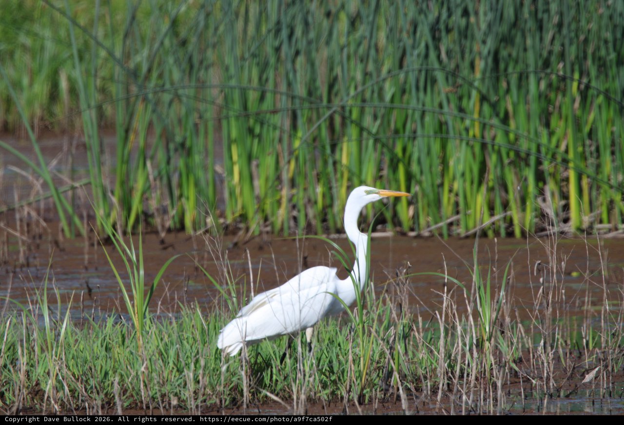Great Egret Hunting in Wetland Rice Fields