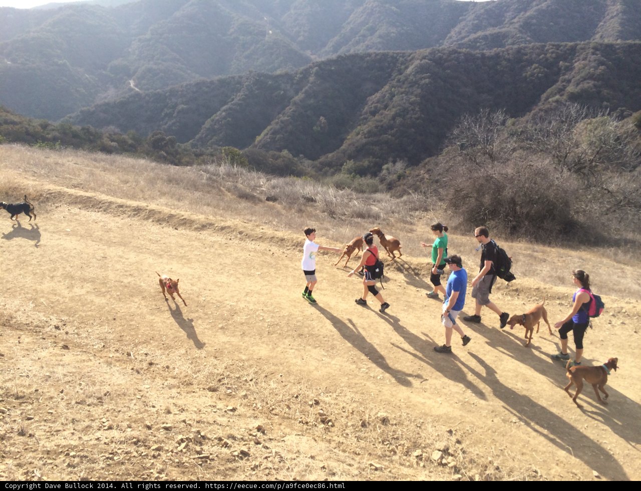 A Pack of Pups and Their People