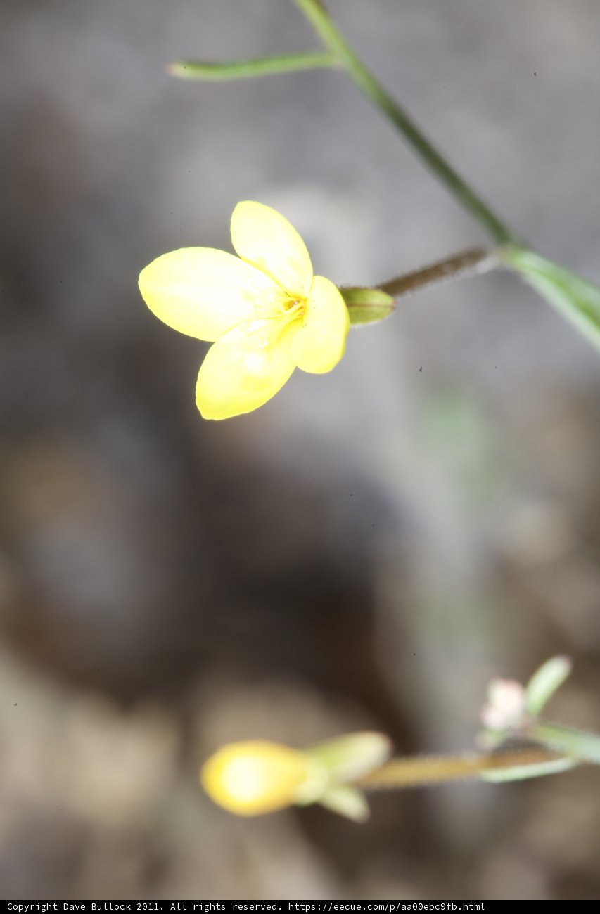 Blooming Beauty