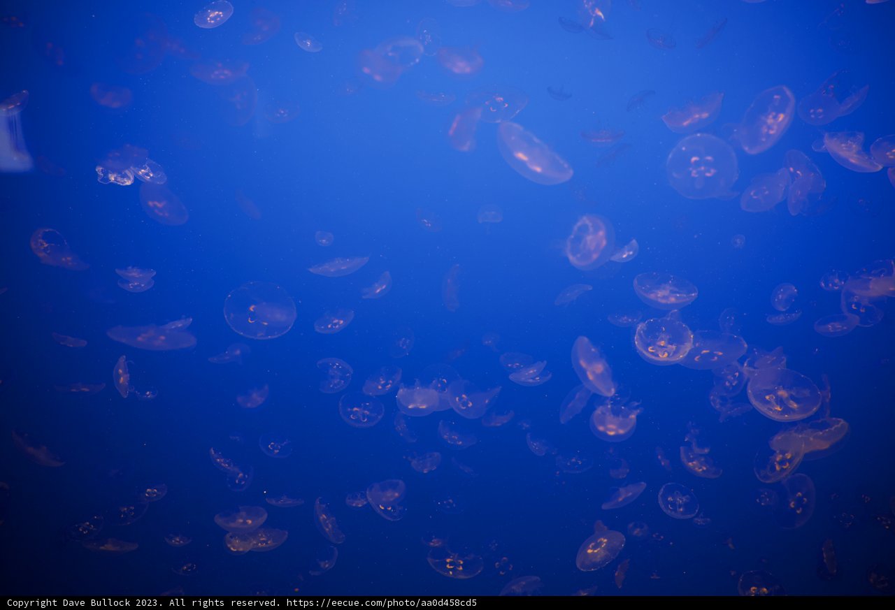 Jellyfish Ballet at Monterey Bay