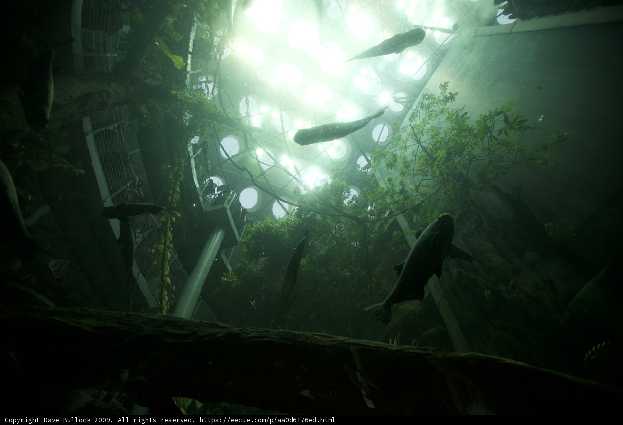 Swimming with the Fishes