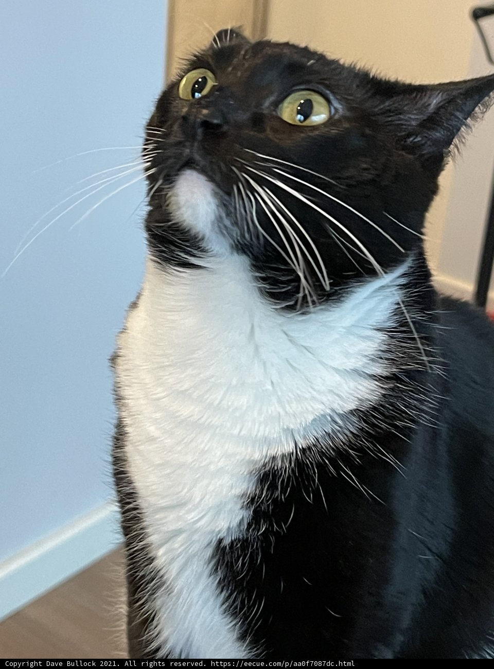 Curious Cat