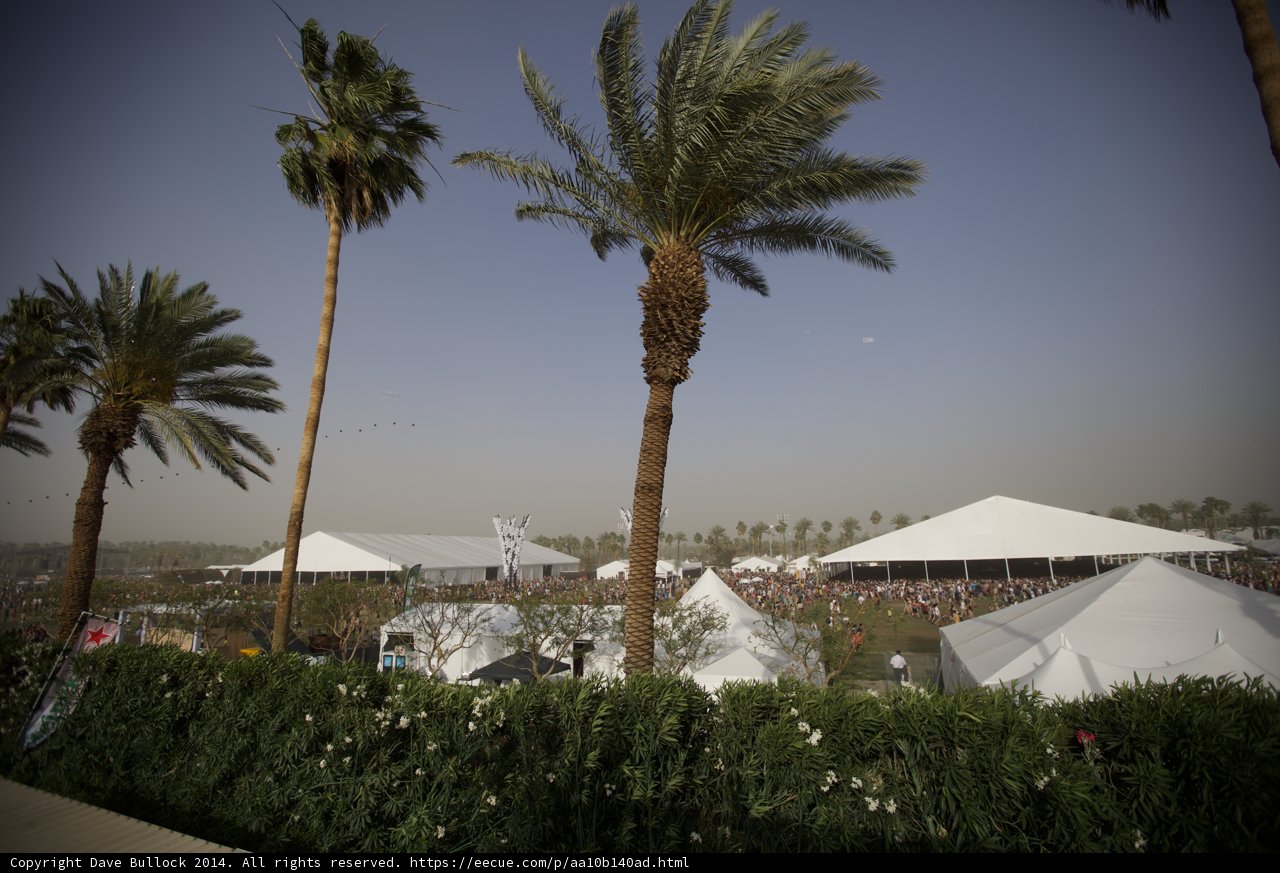 Palm Tree Paradise at Coachella