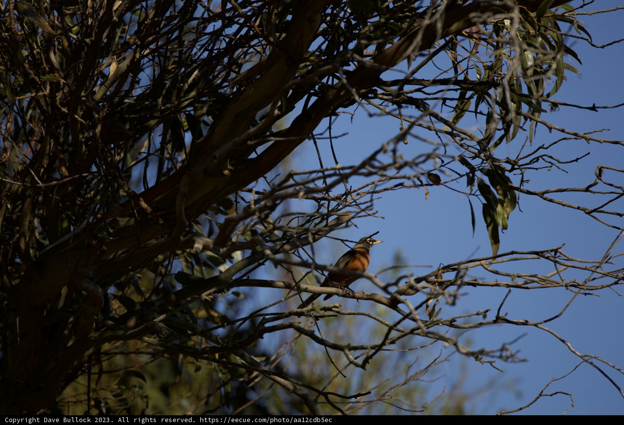 Serenity in Simplicity - A Bird on a Branch