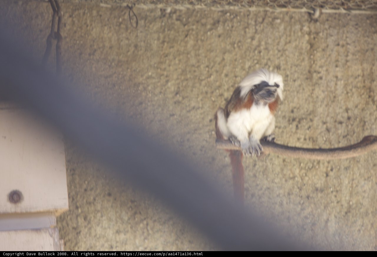 Captive Monkey Contemplation