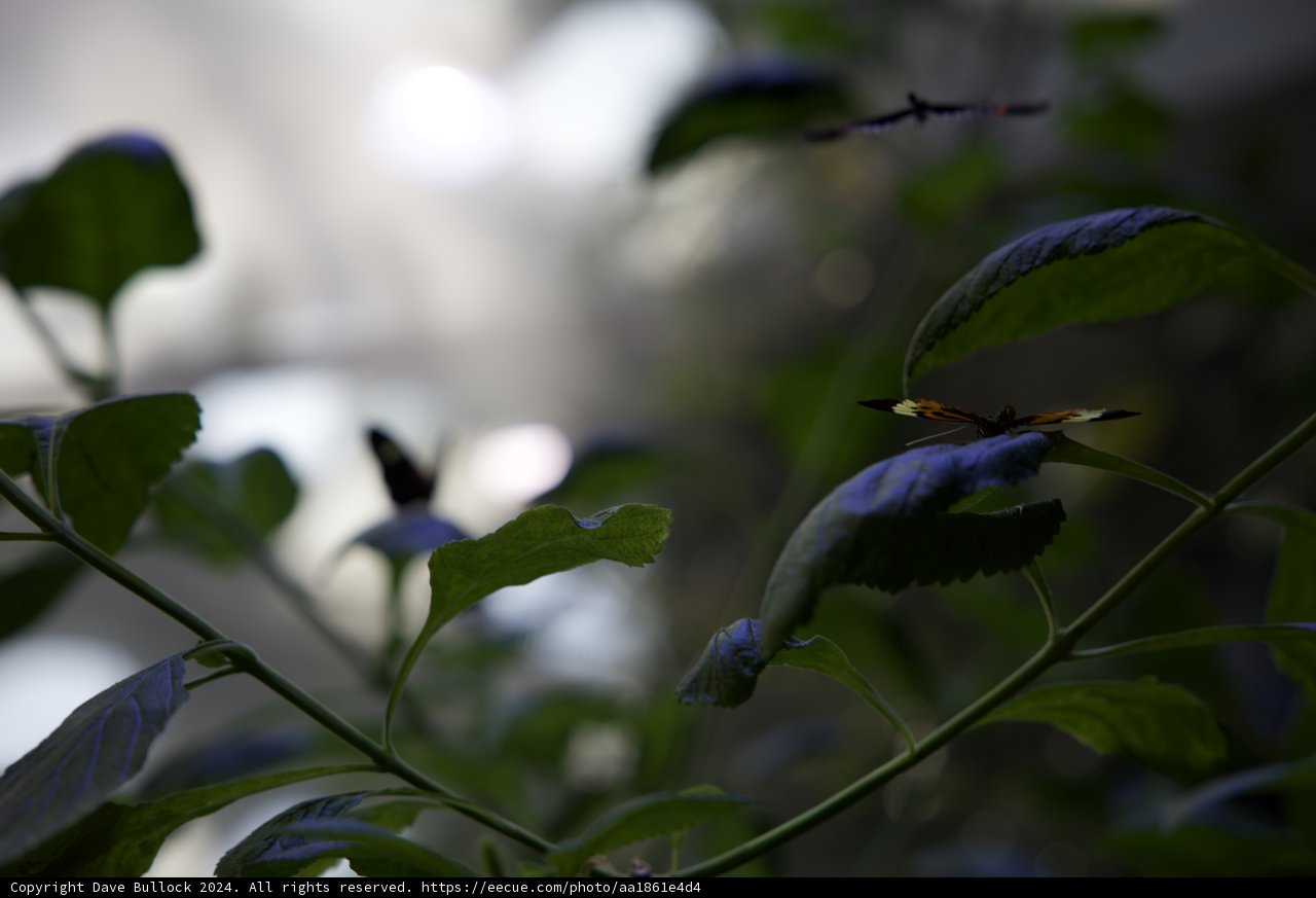 A Blooming Encounter