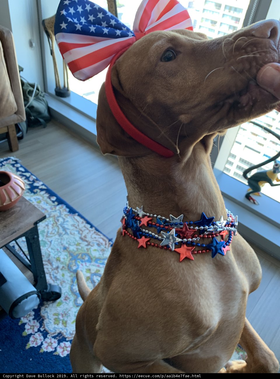 Patriotic Pooch