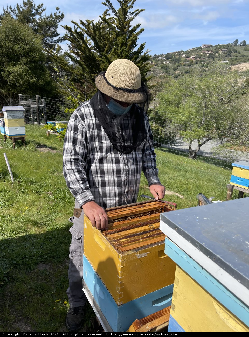 Beekeeping in the Californian Countryside