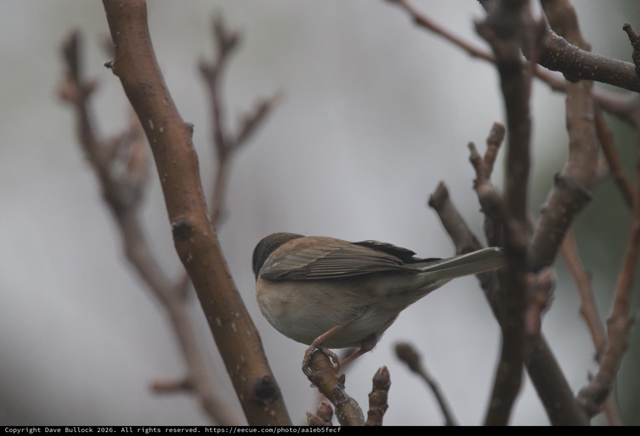 Dark-Eyed Junco Perched on Winter Branch