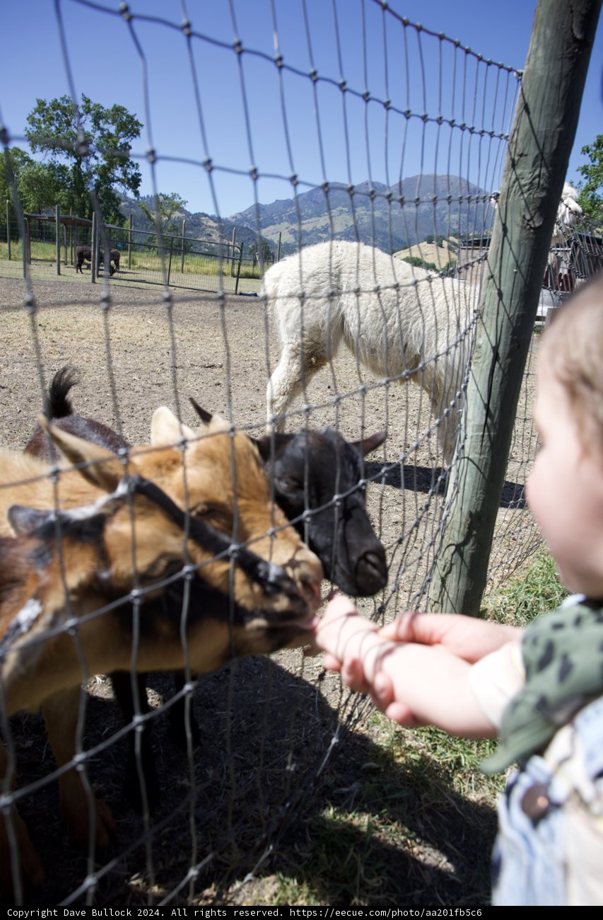 Curiosity on the Farm