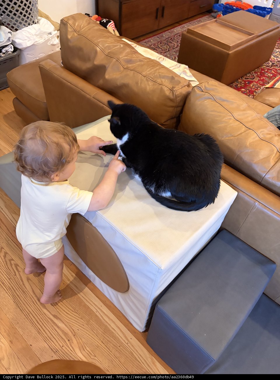 Paws and Playtime
