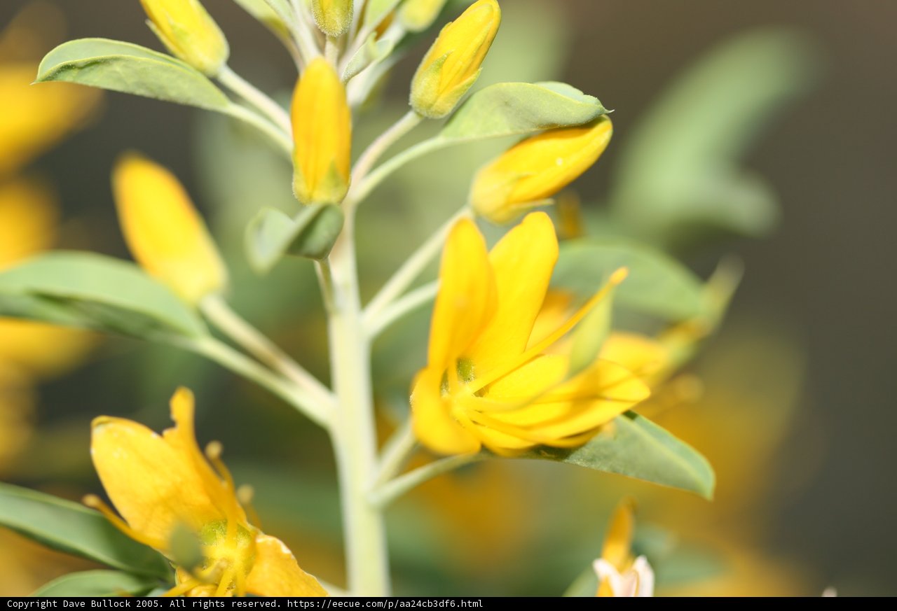 Blooming Yellow Flowers