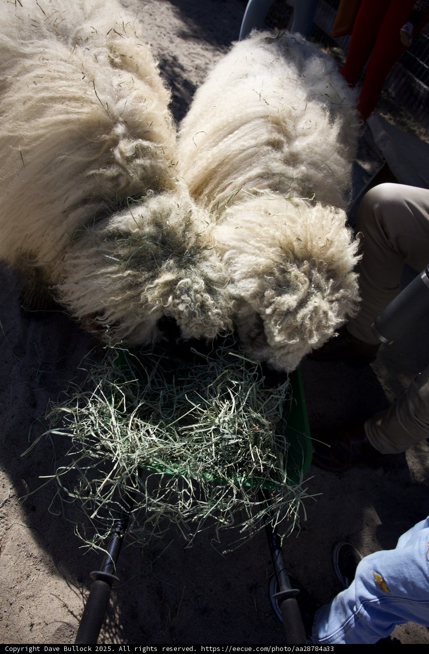 Woolly Companions at Carmel Valley Ranch