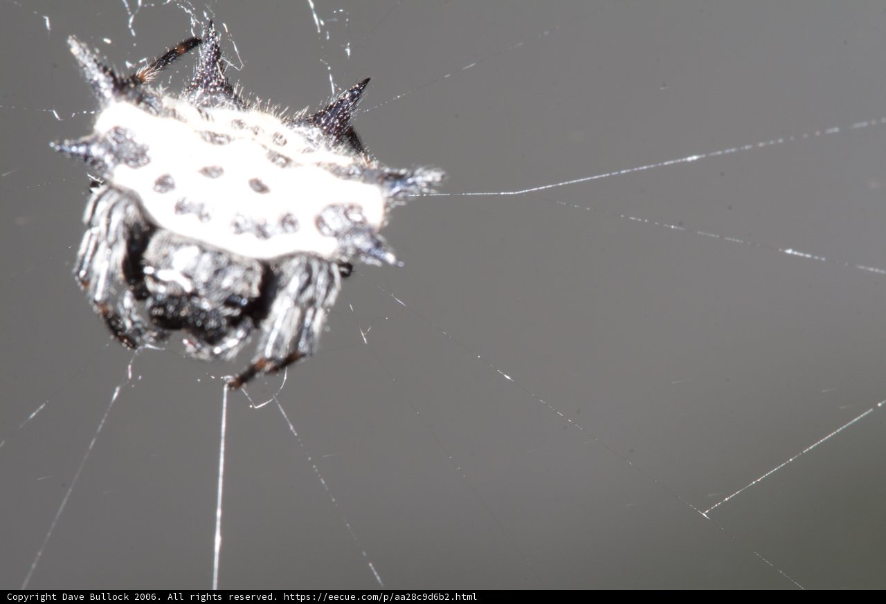 Spotlight on the Garden Spider