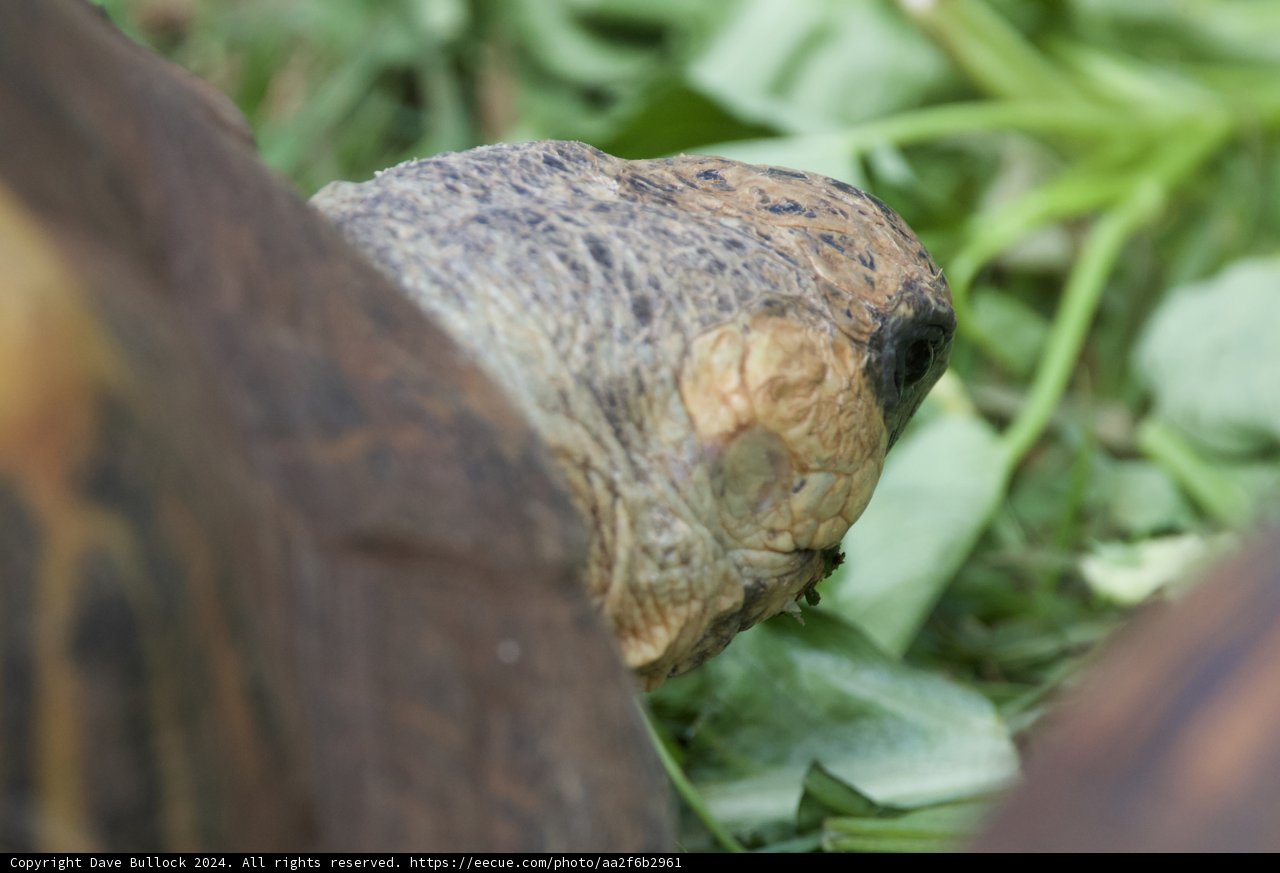 Gentle Giant of the Greens