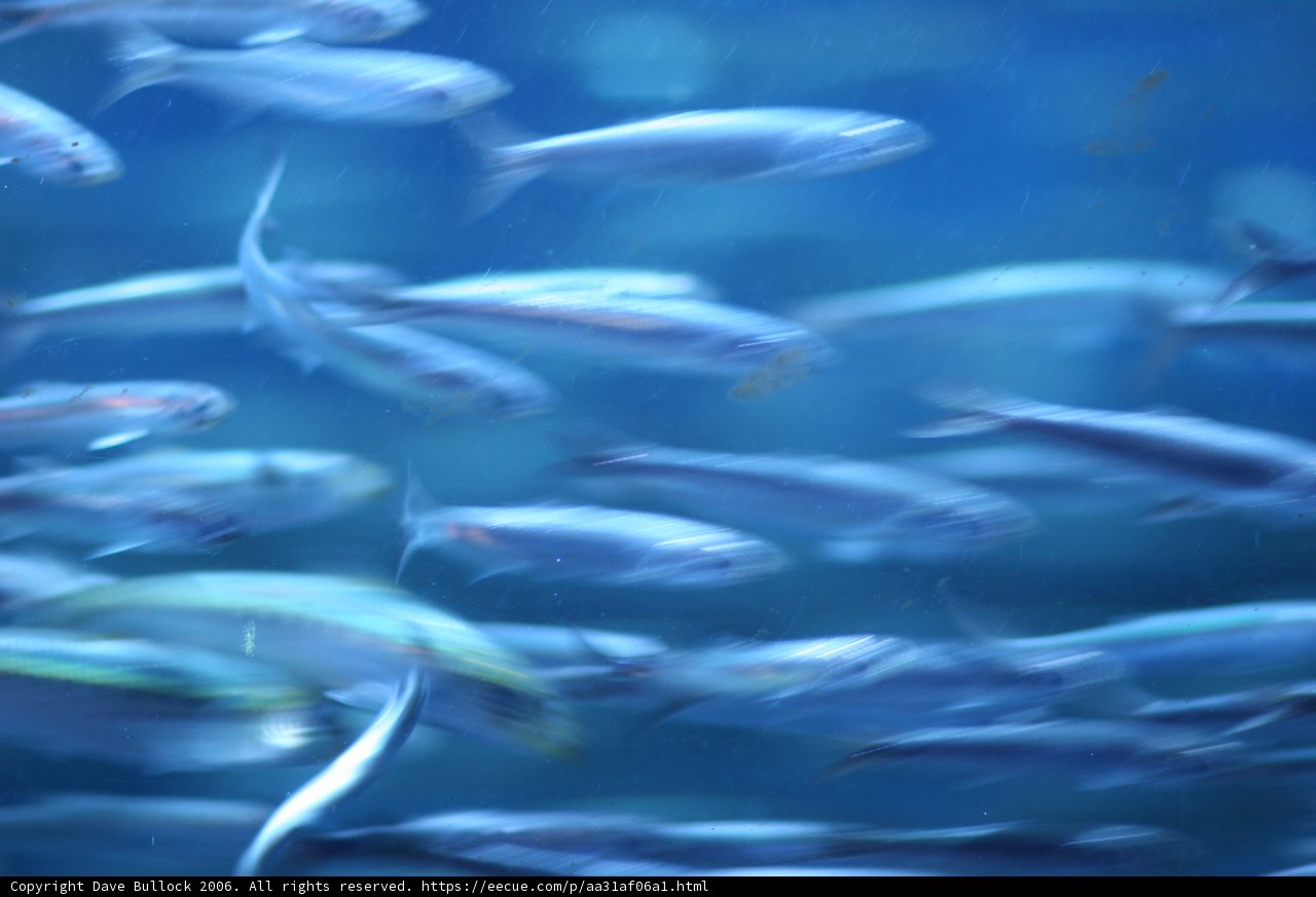 Aquatic Life in the Aquarium
