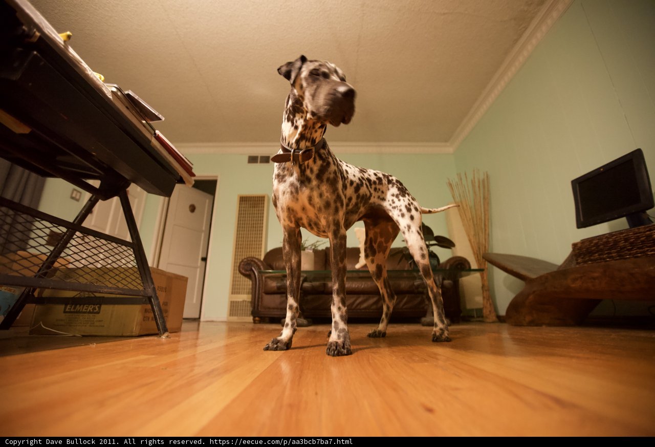 Canine Comfort on Hardwood Floor
