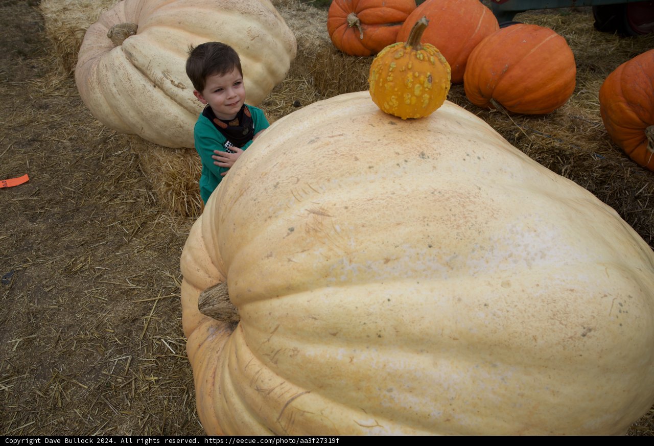 Autumn Wonders