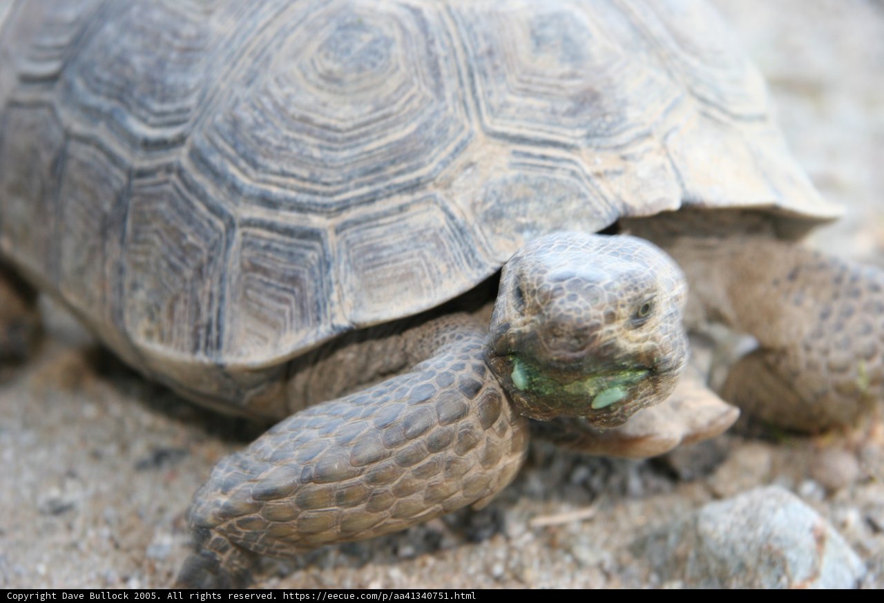 Majestic Green Turtle