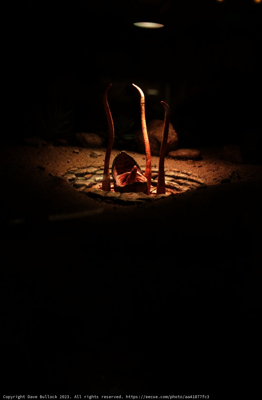 Nighttime Firelight