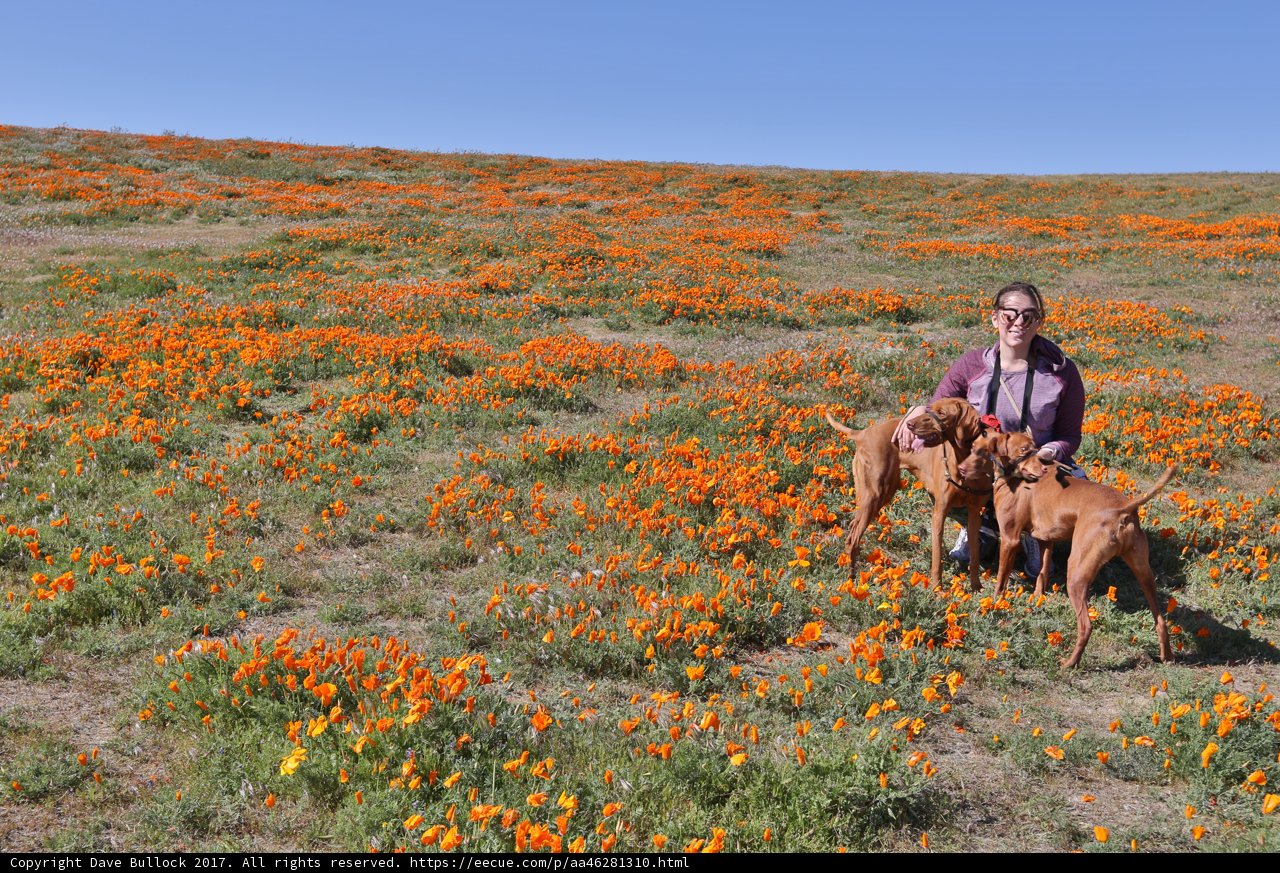 Woman and Her Pups in a Sea of Orange