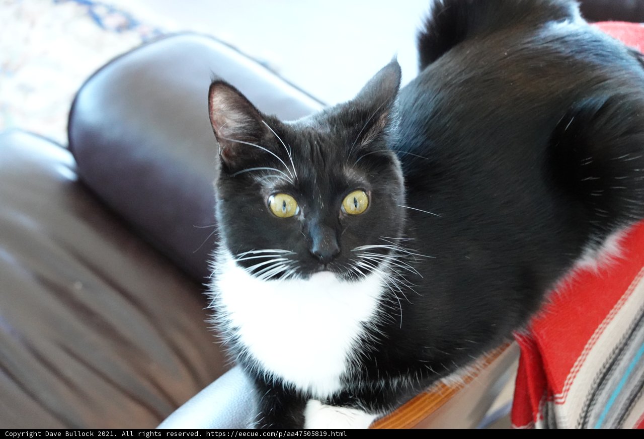 A Cozy Companion on the Couch