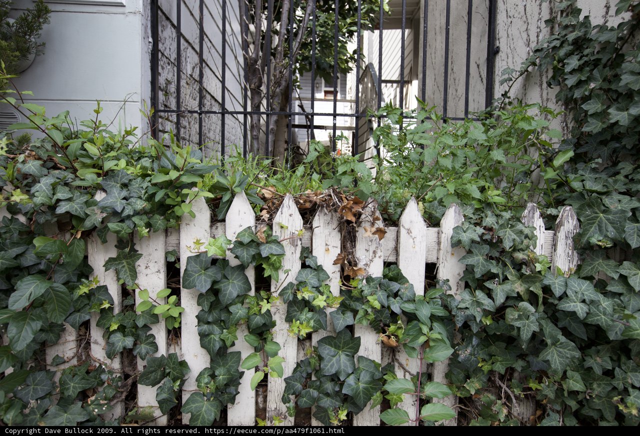 Ivy-Covered Picket Fence in a Lush Backyard
