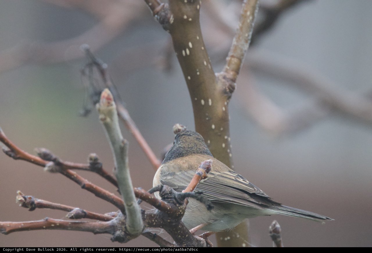 Dark-eyed Junco Perched on Winter Branch