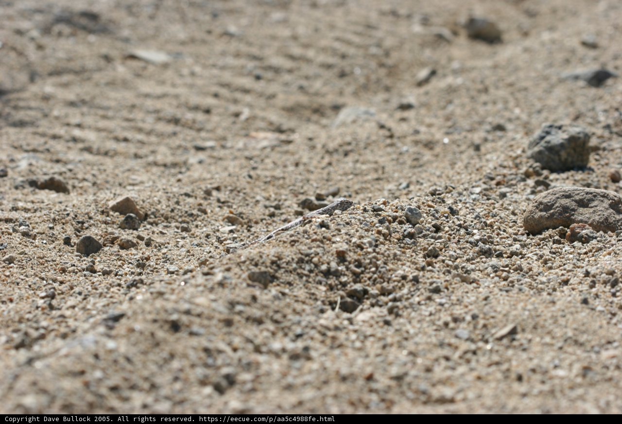 A Lone Stick in the Sand
