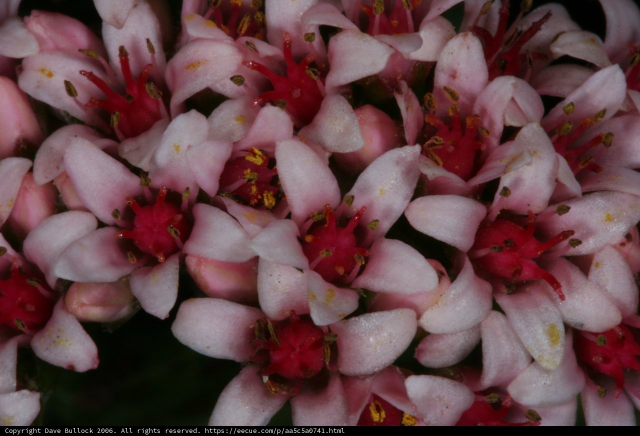 Pink Petals with Red Centers