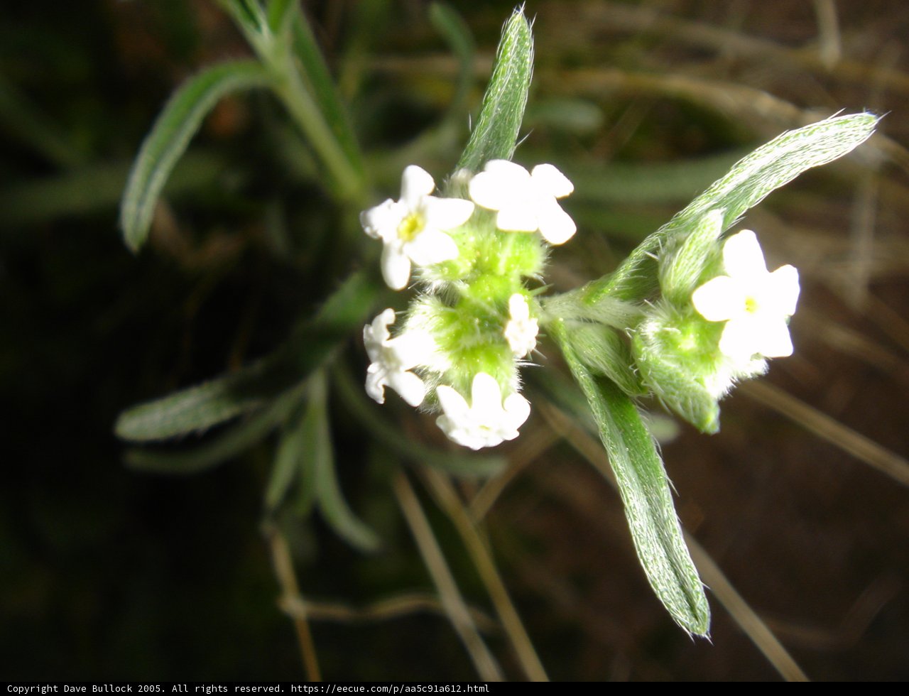 White Geranium Flower