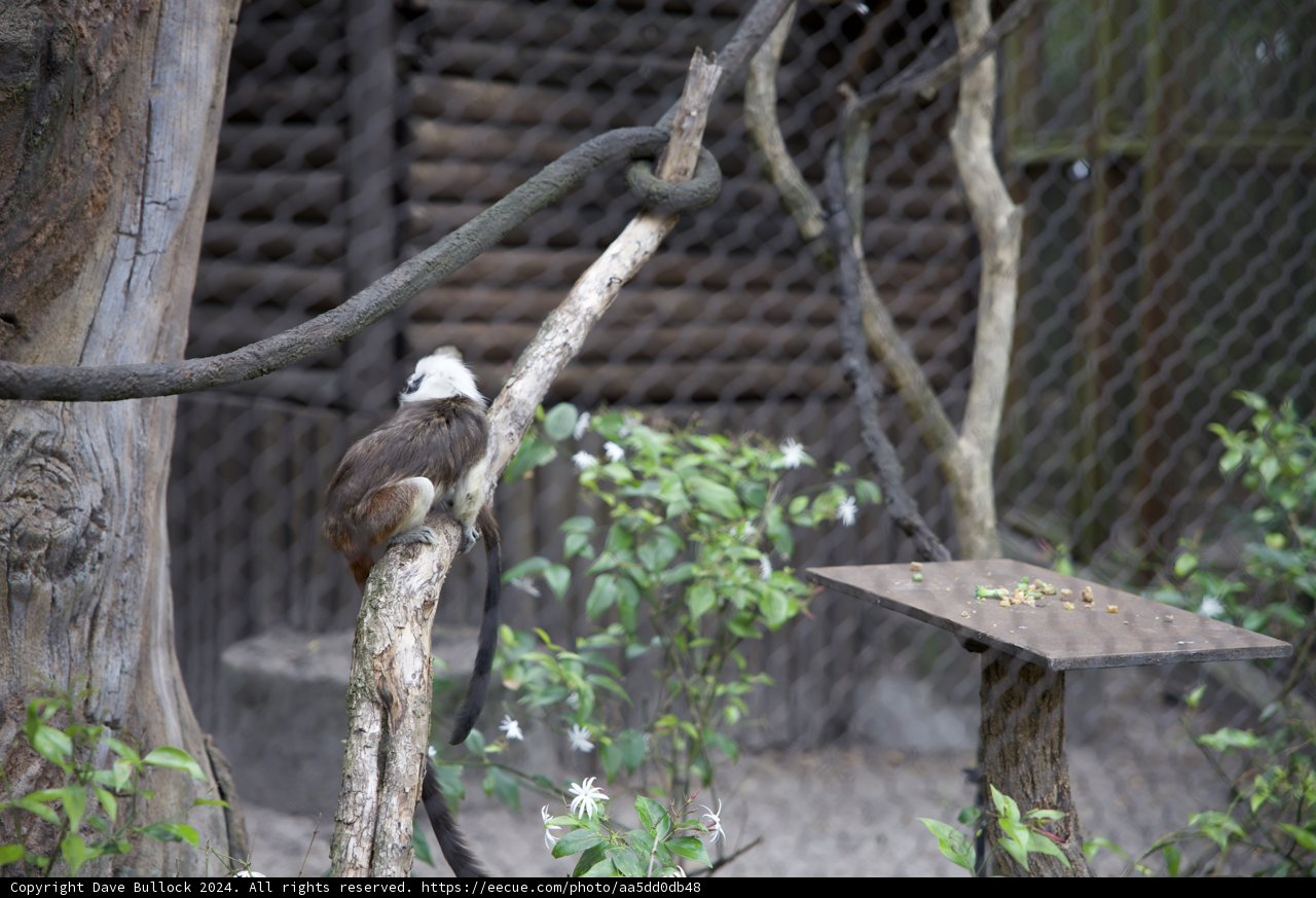 Feathered Friend in Paradise