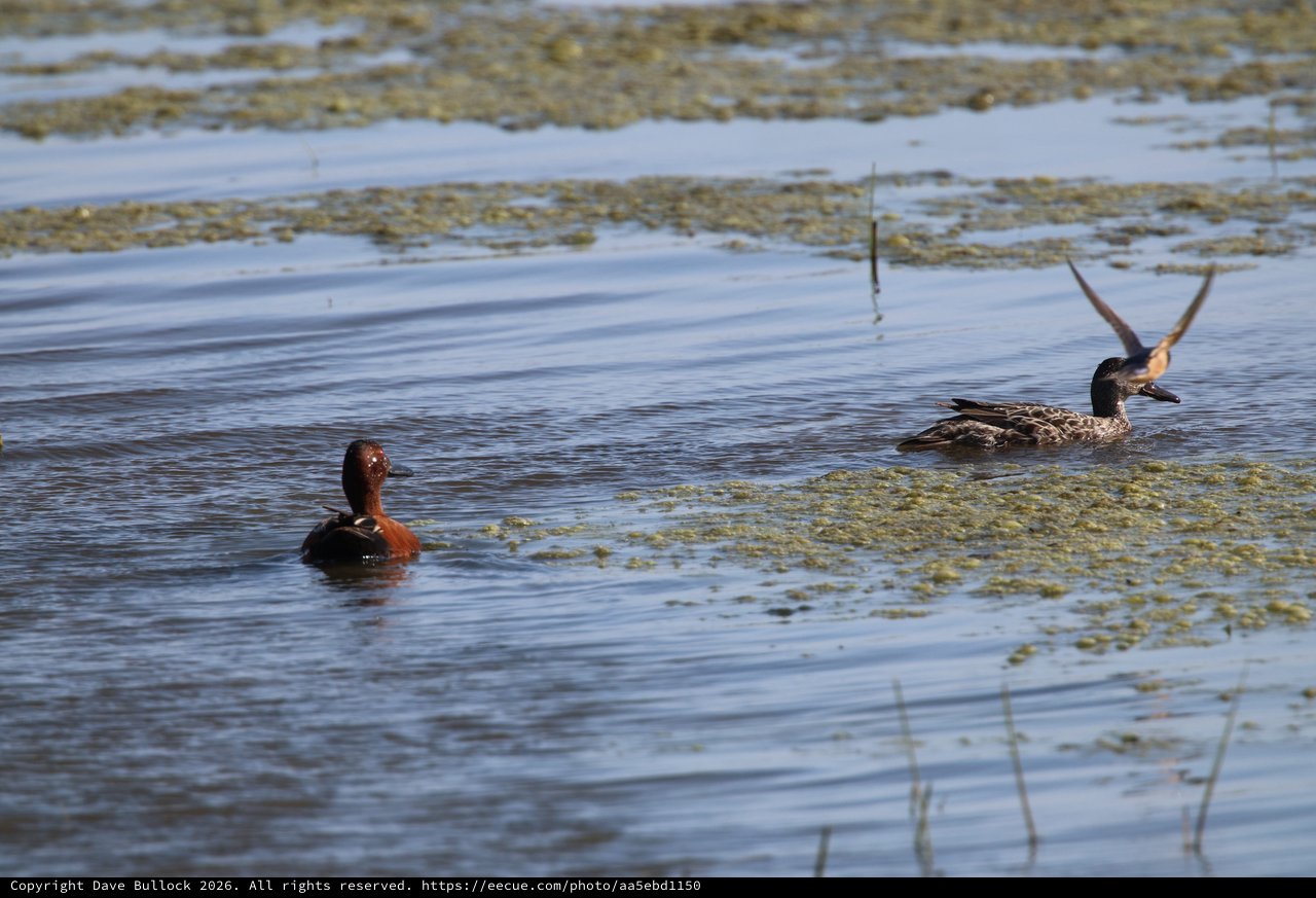 Cinnamon Teal and Northern Shoveler in Wetland Habitat