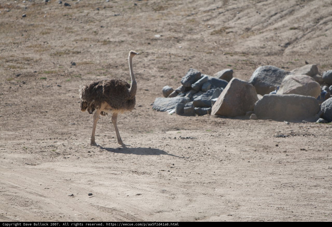 Majestic Ostrich in the Wild
