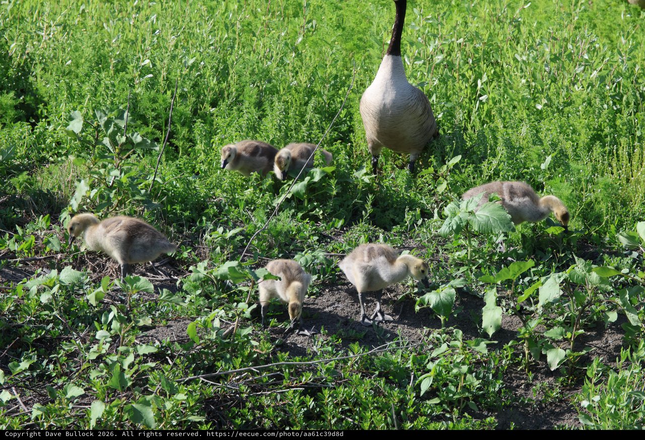 Canada Goose Family Foraging in Wetland Meadow