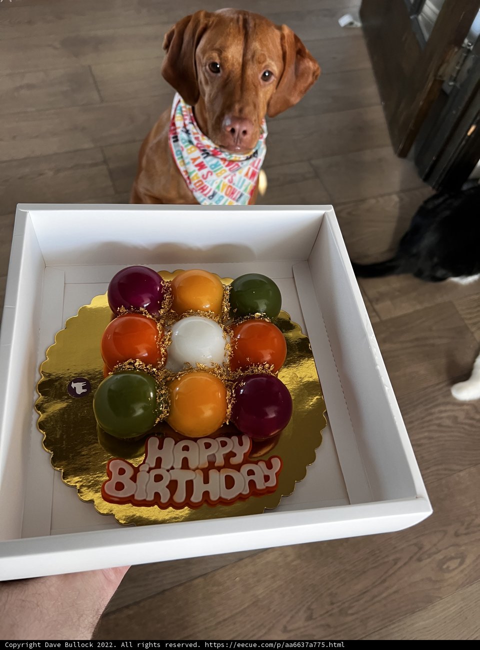 Happy Birthday Fido!