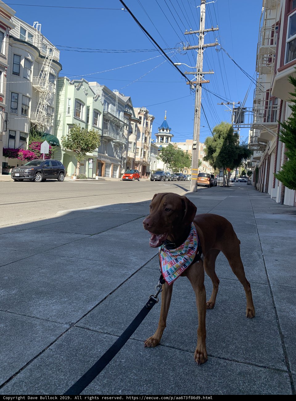 City Pup on Parade
