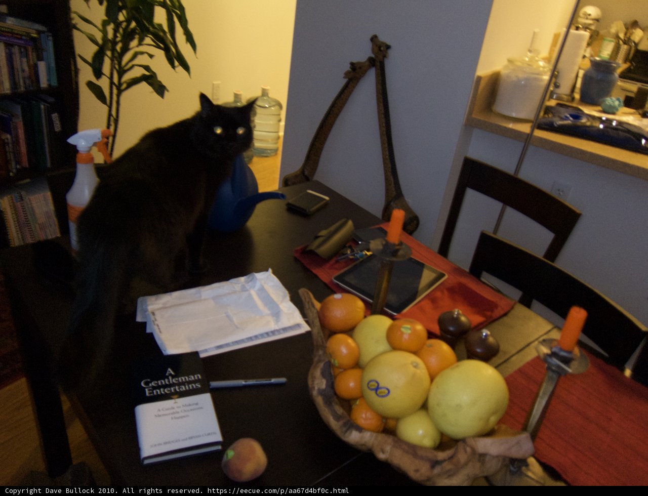 The Feline and the Fruit Bowl