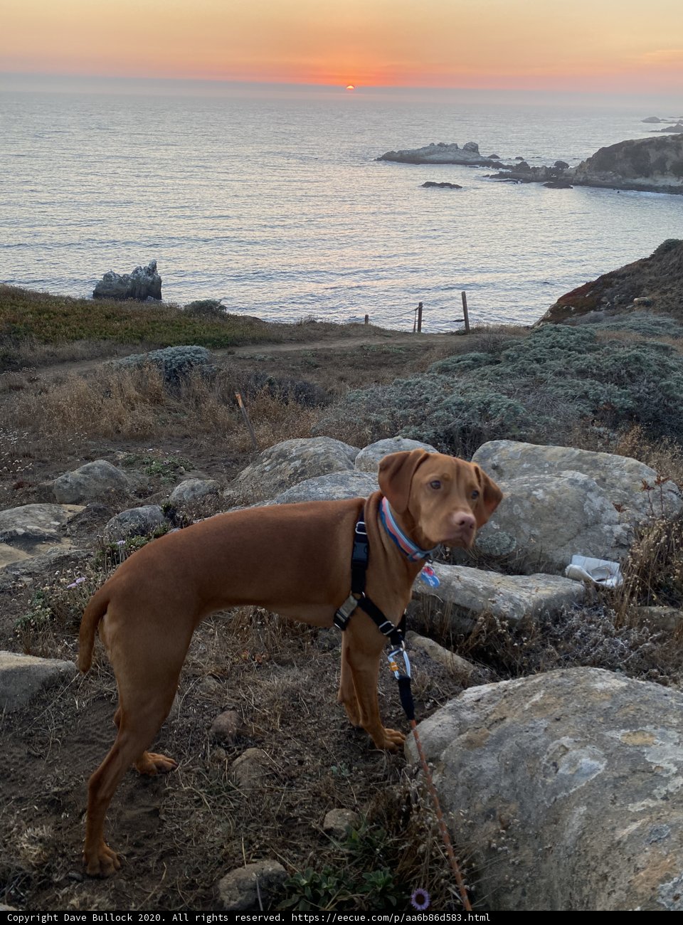 Majestic Vizsla on a Rocky Beach